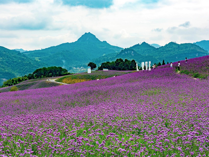 花海該怎么去打造？